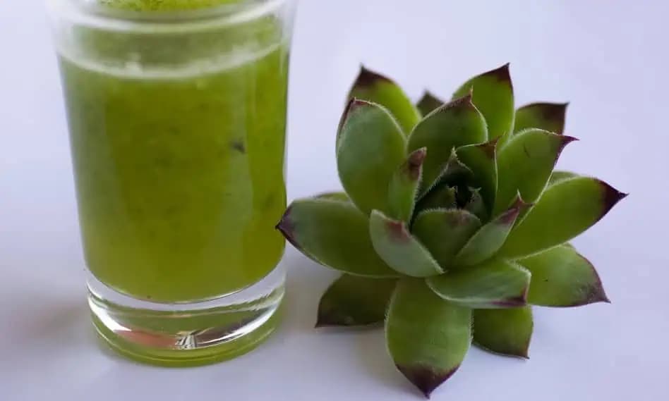 Skalná ruža nie je len krásna, má aj liečivé účinky: Posilňuje imunitu, čistí organizmus a prospieva aj tráviacej sústave!