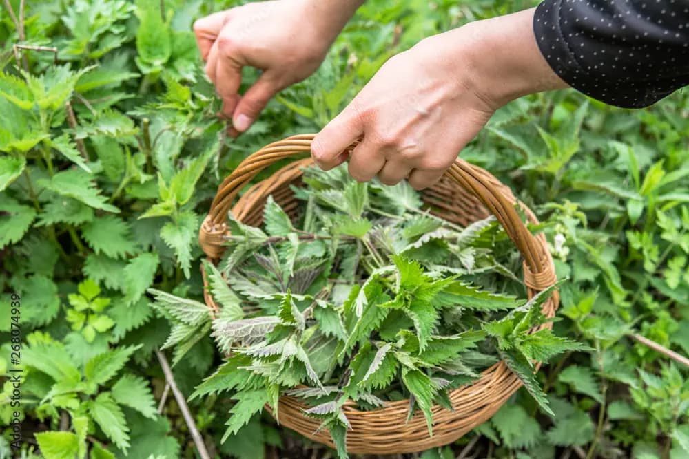 Žihľavový sirup s MEDOM: Jarný liek na množstvo chorôb (RECEPT)!