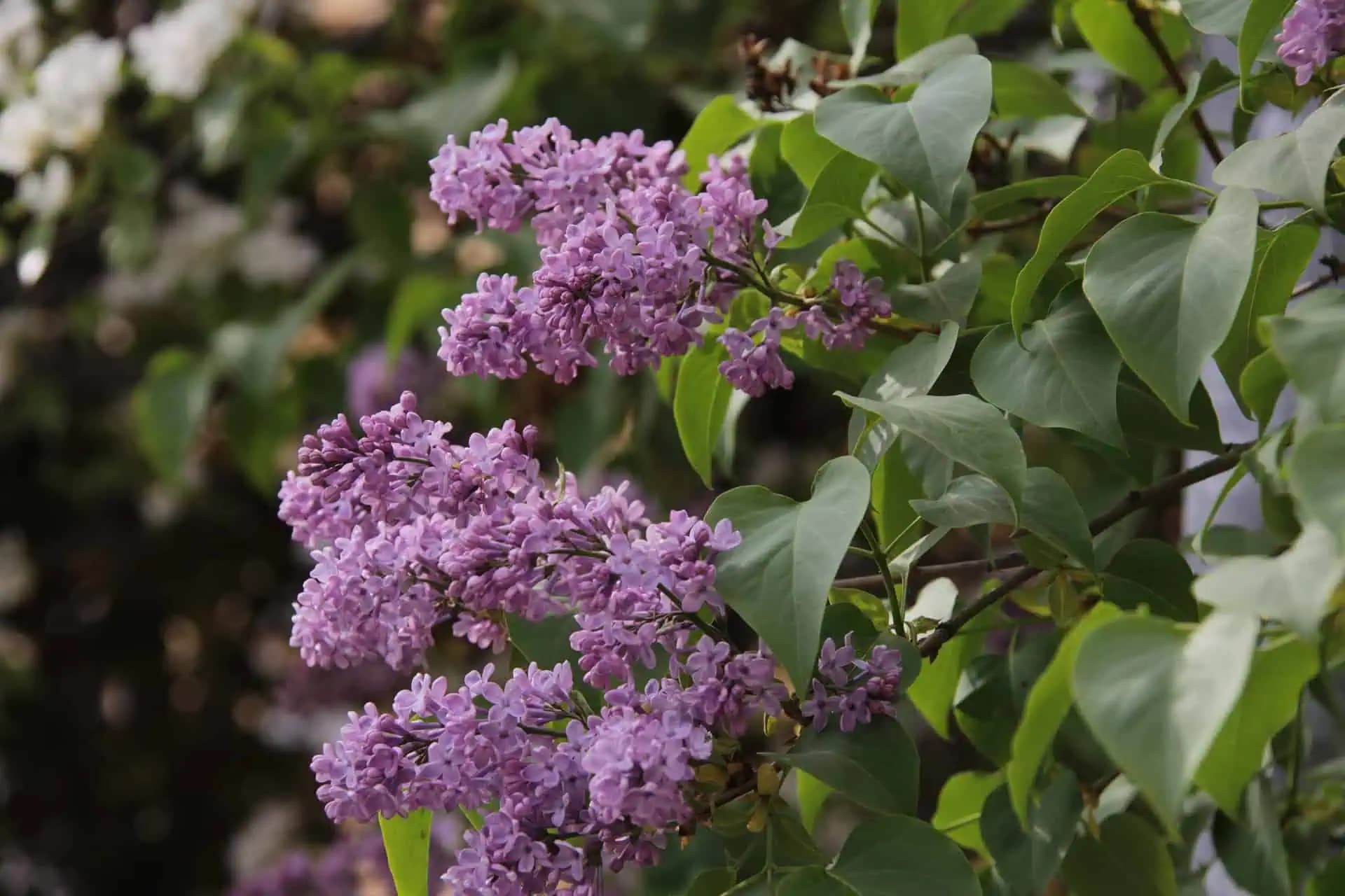 Olej z jeho kvetov pôsobí ako prevencia proti kŕčovým žilám a dokáže ešte oveľa viac: Možno ho máte v záhrade a o týchto účinkoch ste netušili!