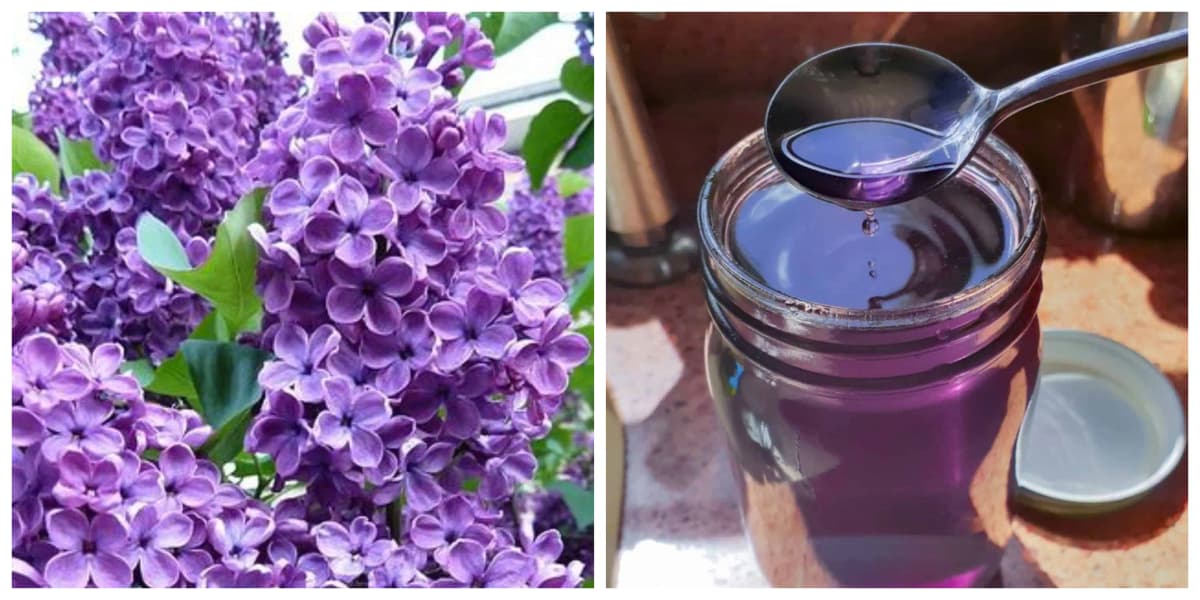 SIRUP z jarného orgovánu: Hneď si zapíšte RECEPT, pretože lieči mnohé choroby a odstráni nespavosť!