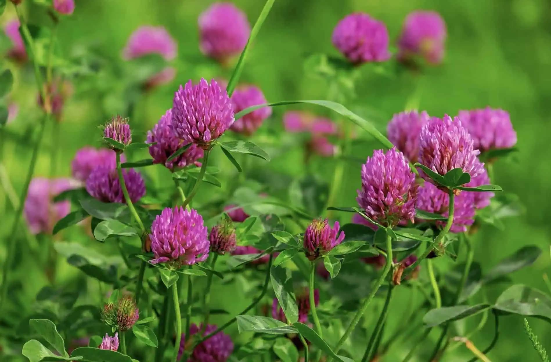 Čaj z ďateliny prečistí pečeň, odstráni kŕče a na tvár je lepší ako kozmetika: Takto si ho pripravíte aj u vás doma!