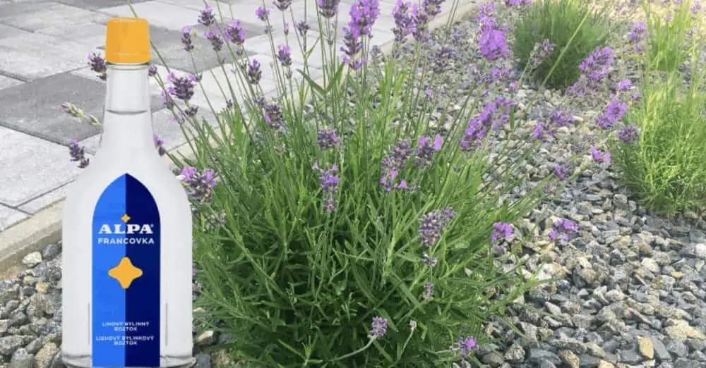 Keď sa strihala levanduľa, moja teta vždy zaliala hrsť kvetov obyčajnou Alpou a nechala stáť: Najlepší pomocník do každej rodiny!