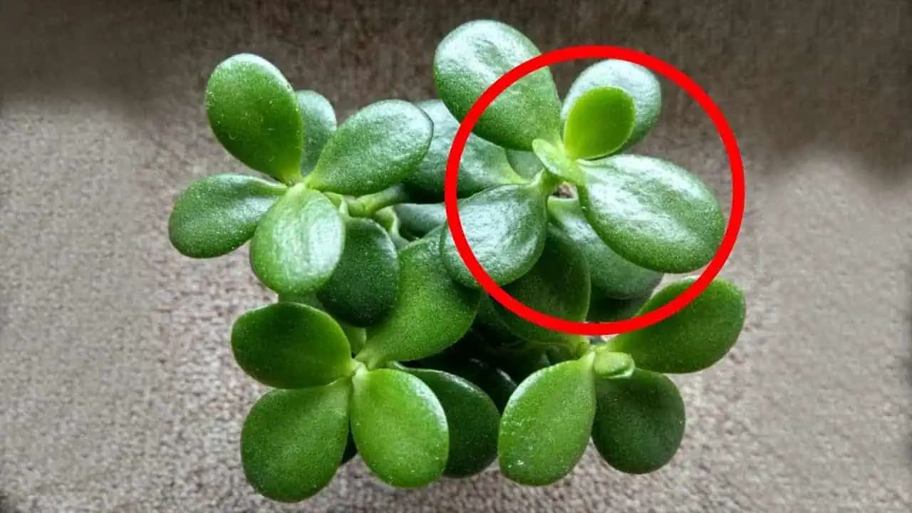 Poznáte strom peňazí? Toto sú jeho zdravotné účinky!