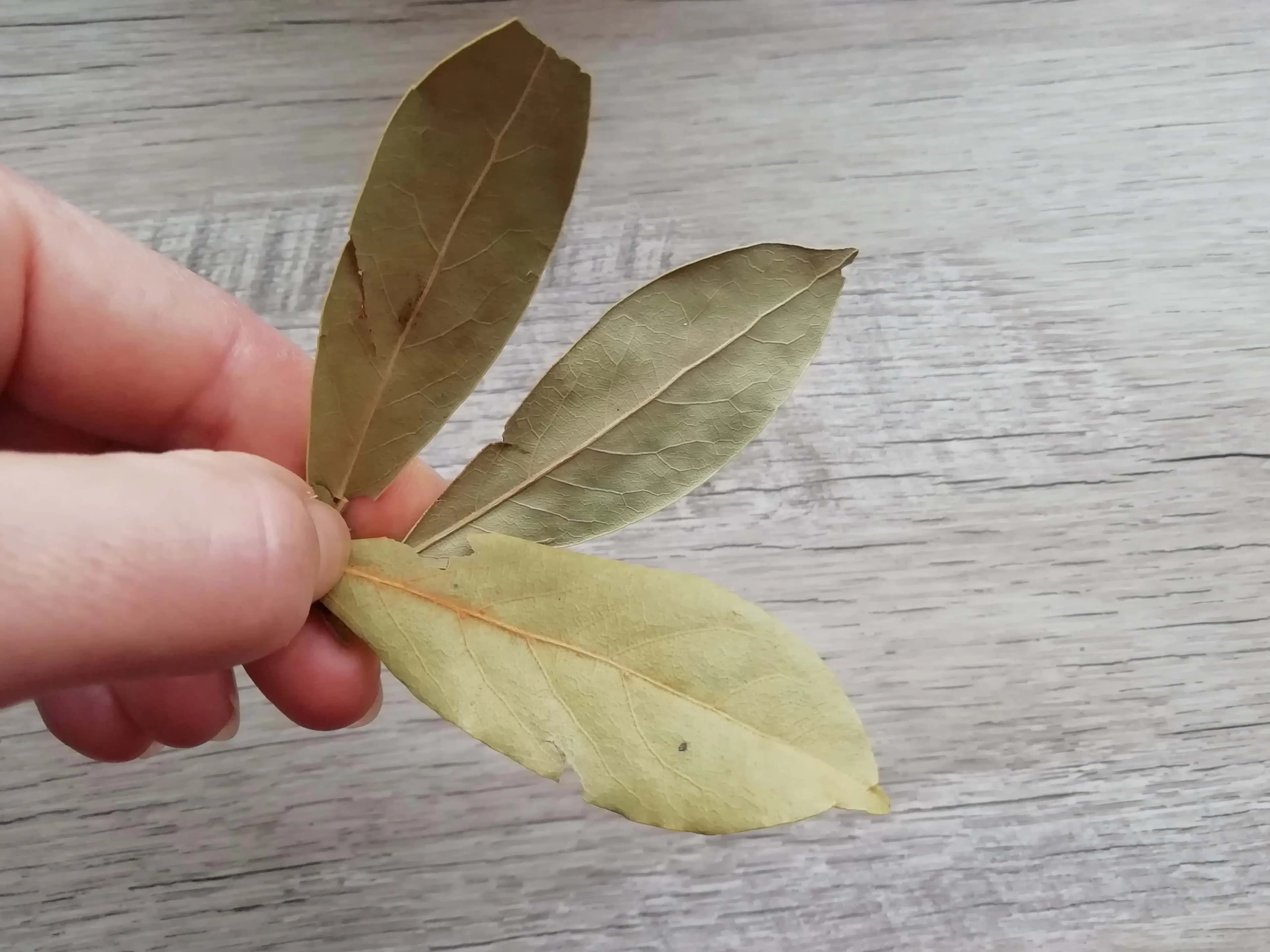 Už naše staré mamy ich používali pri nespavosti: Zoberte si len 2 – 3 listy a zapaľovač!