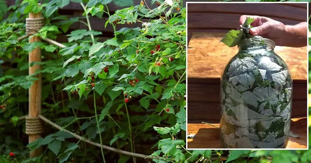 Toto je dôvod, prečo dávam v JÚNI malinové listy do obyčajného pohára na zaváranie: RADA, za ktorú budete v zime ďakovať!