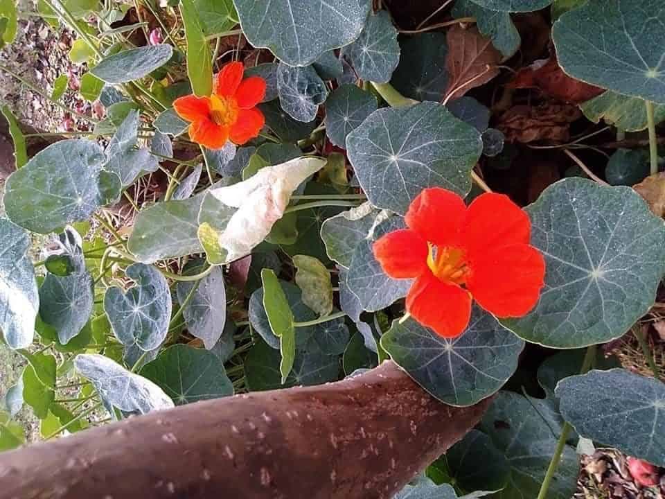 Kapucínka – zázračná rastlina, ktorá by mala byť v každej záhrade: Dedo ma naučil, čo všetko dokáže!