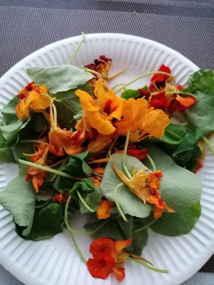 Čaj z kapucínky vám zmení život: Zbohom antibiotiká aj kašeľ – 19 liečivých účinkov, ktoré by mal poznať každý!