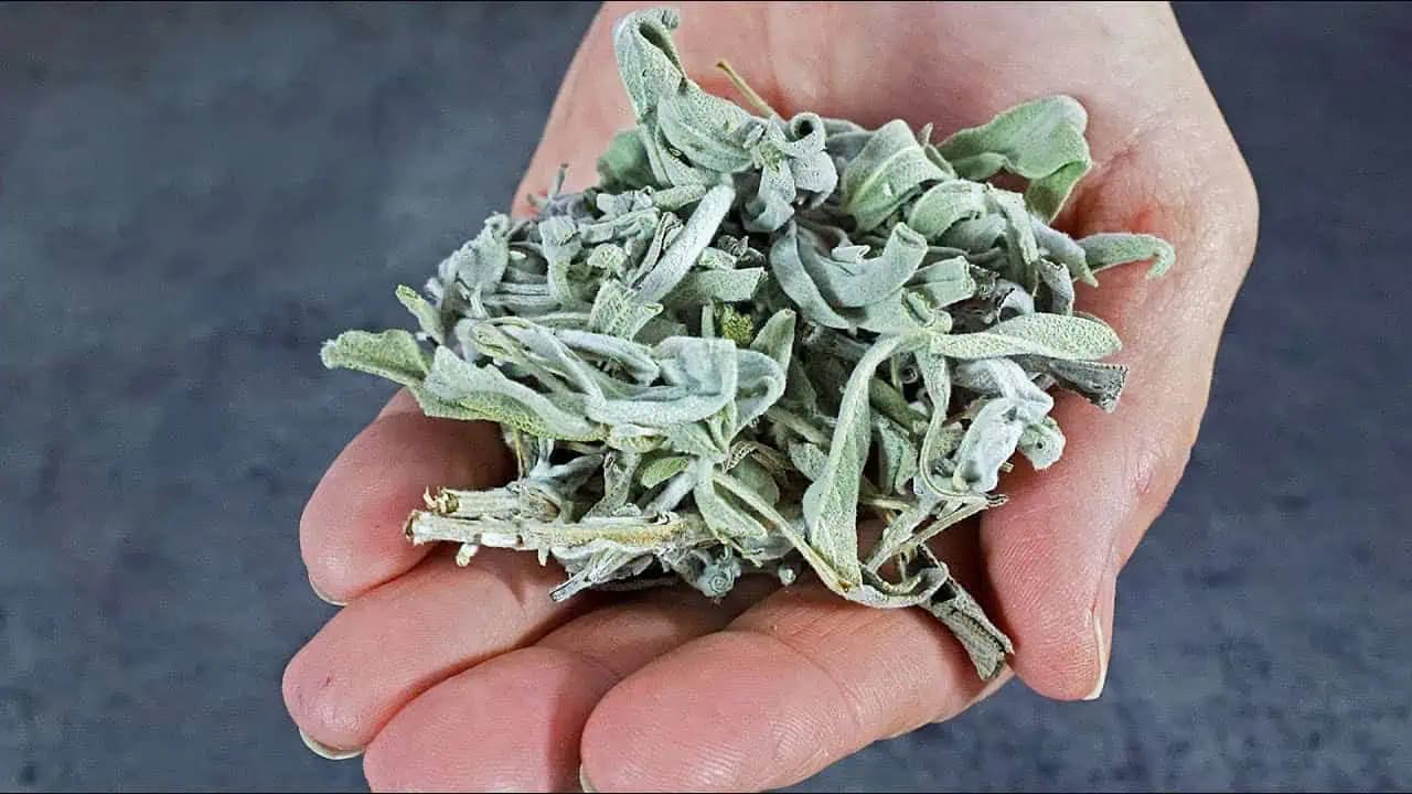 Smrť začína v ČREVÁCH, hovorila moja babička! Prečo zomrieť, ak máte doma túto rastlinu?