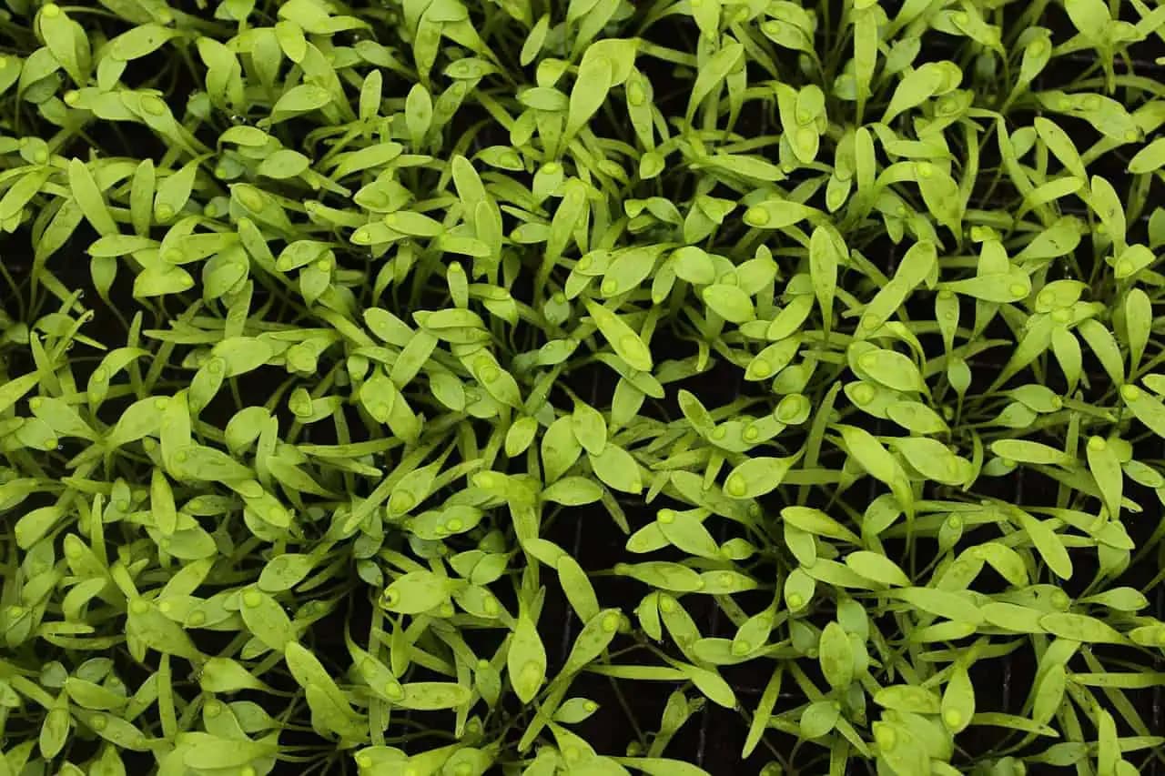 Táto rastlina pomáha liečiť mnohé choroby: Ak ju máte v záhrade a vytrhávate ju ako burinu, určite to nerobte!