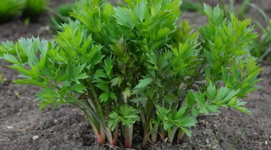 Spoznávate rastlinu na fotke? Málokto pozná jej skutočnú silu: Nič lepšie neexistuje!