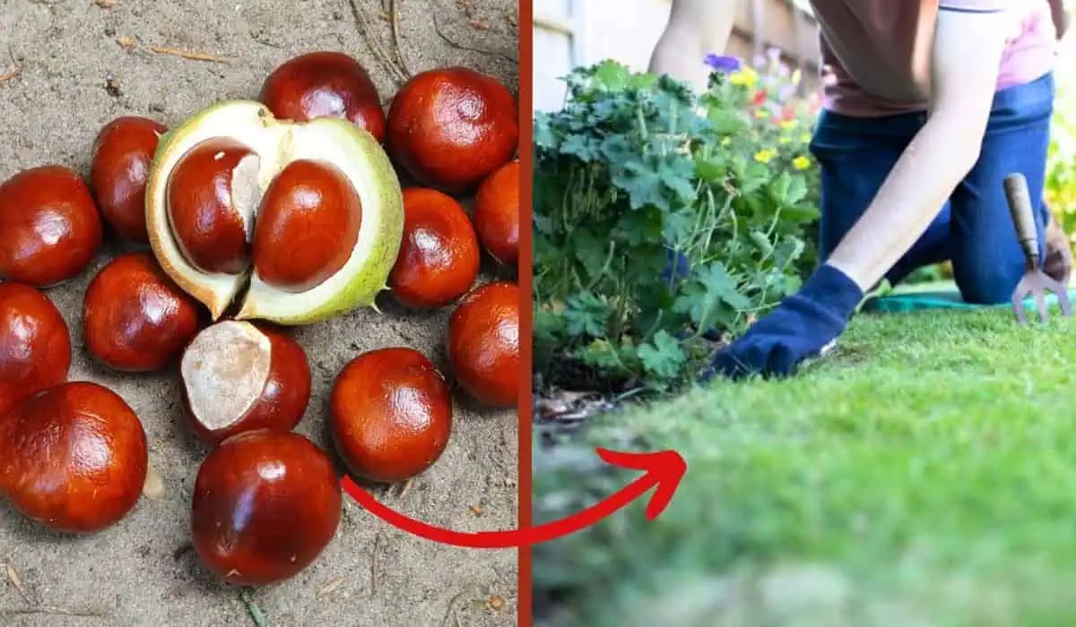 Gaštany pomelte a zmiešajte s vodou. Zbavíte sa nepríjemného problému v záhrade!