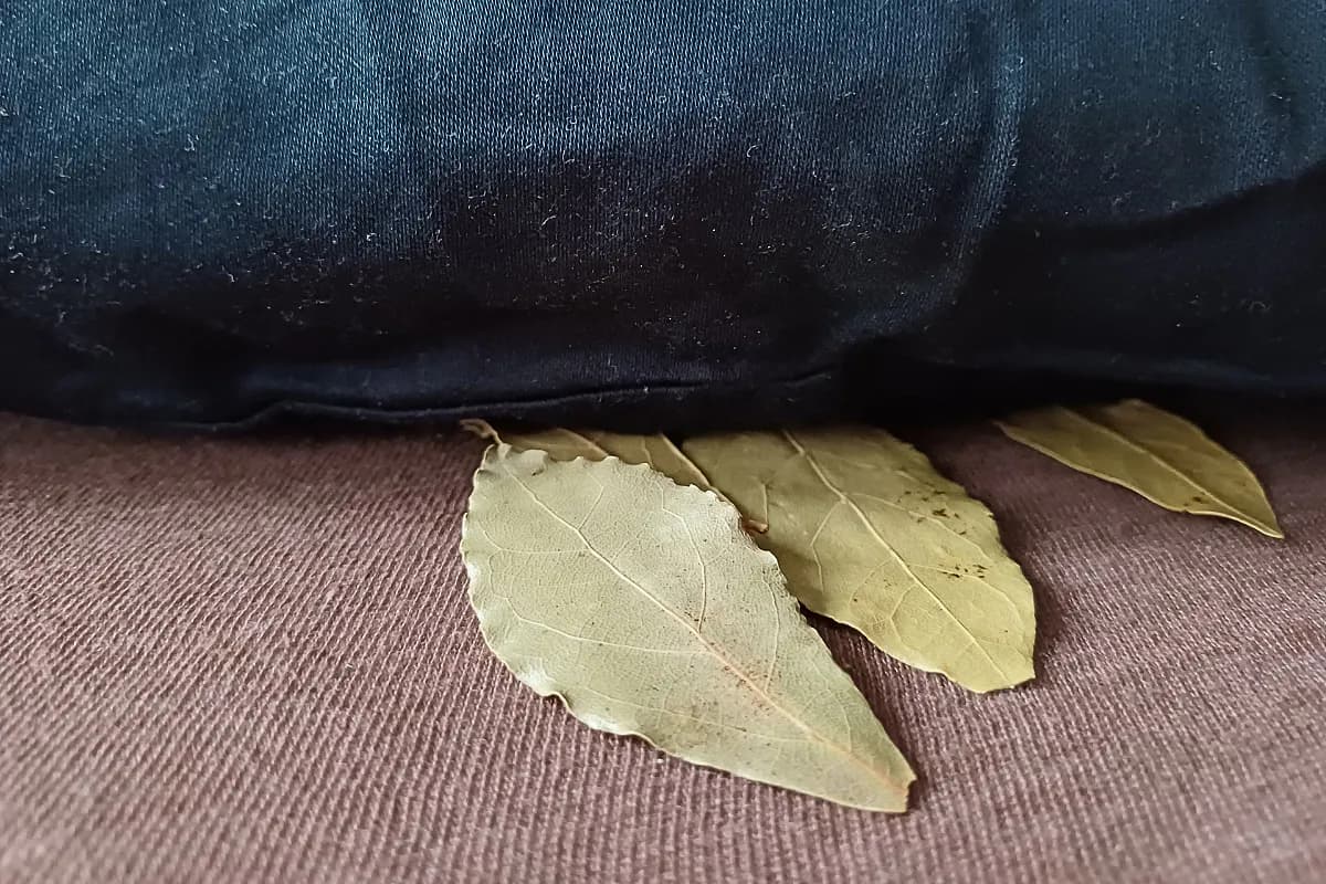 Na noc si pod vankúš položte bobkový list: Účinok pocítite hneď ráno!