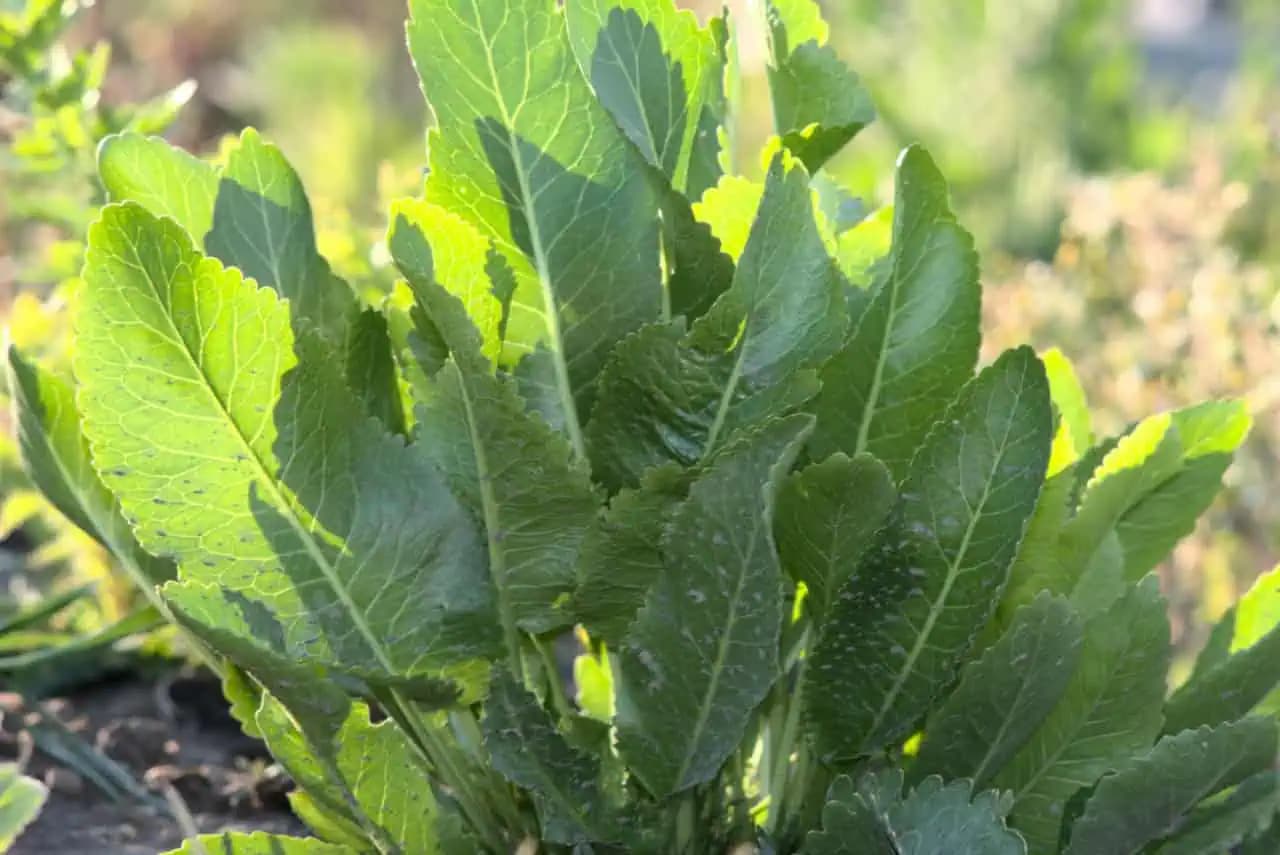 Upokojí boľavý chrbát a kolená po 60-ke: Bolesť odíde do 15 minút!