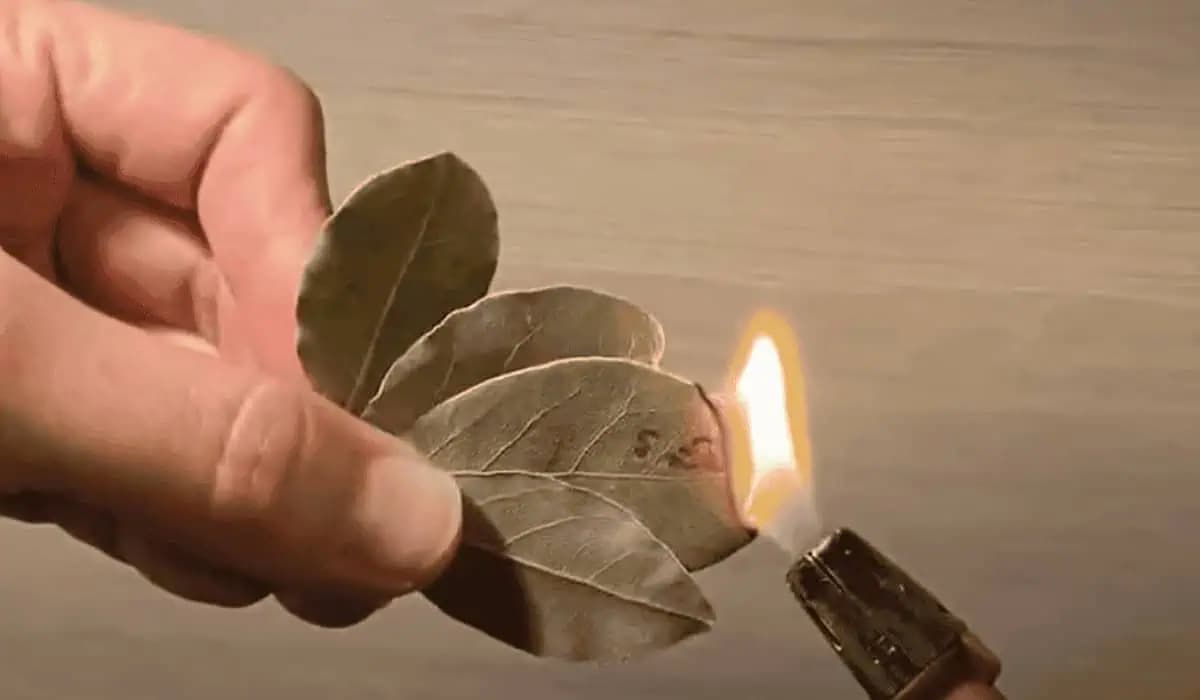 Zapáľte štyri bobkové listy a počkajte niekoľko minút. Účinok bude neuveriteľný!