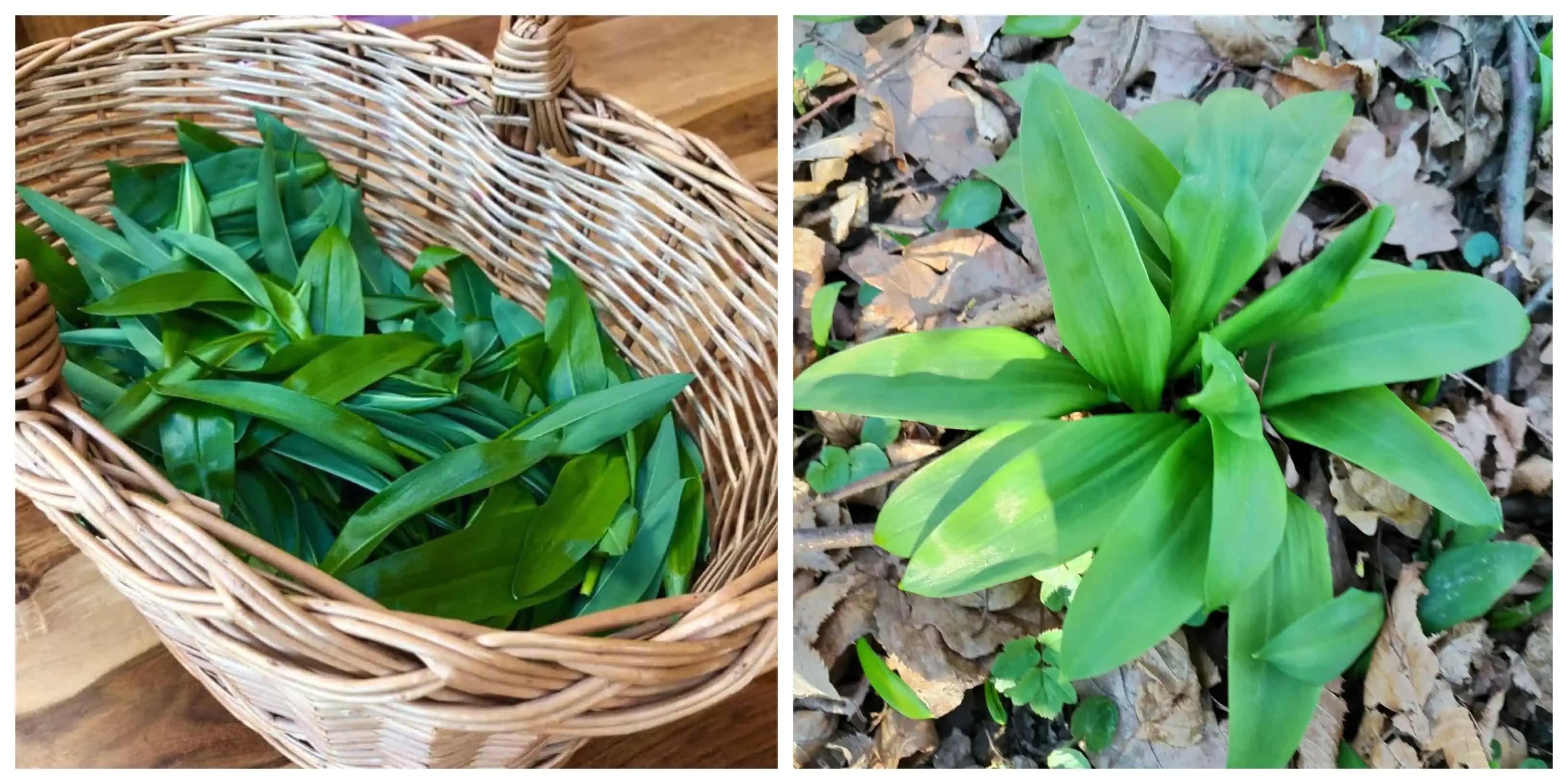 3 hrste medvedieho cesnaku zalejte olejom a pamätajte si TENTO recept na celý život: Najväčšia pomoc na únavu, nespavosť a chorú pečeň!