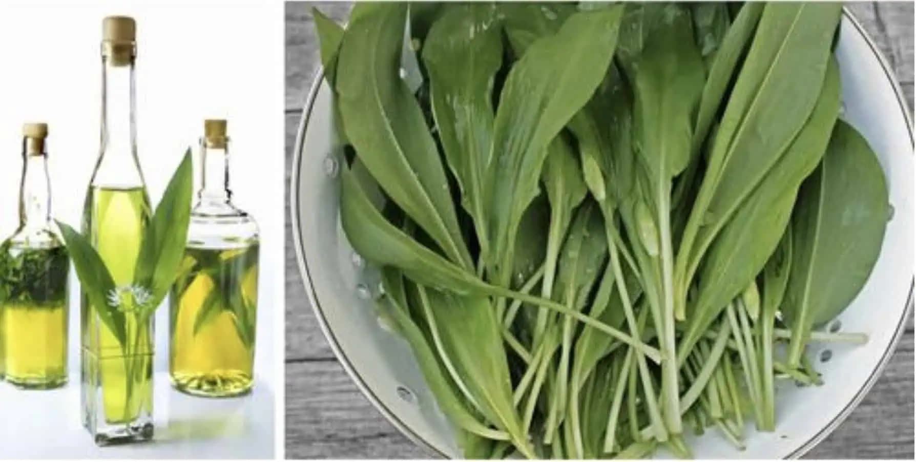 MEDVEDÍ CESNAK je zázrak pre srdce, pľúca a pomôže aj dlhoročným fajčiarom: Uložte si RECEPT!