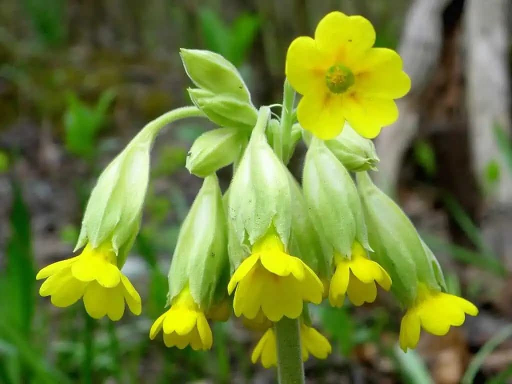 PRVOSIENKA lieči reumatické bolesti, DNU a pomáha vylučovať z tela všetky jedovaté látky!
