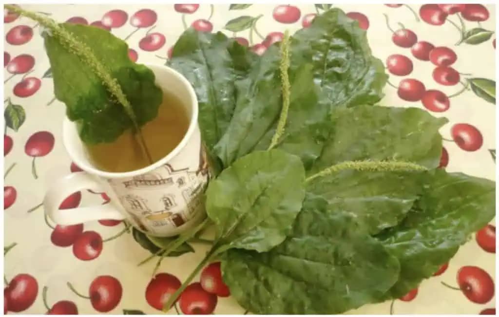 Natrhajte si na jar pár týchto LISTOV a takto pripravte: Sú úplne zadarmo, ale HODNOTA sa nedá vyčísliť!