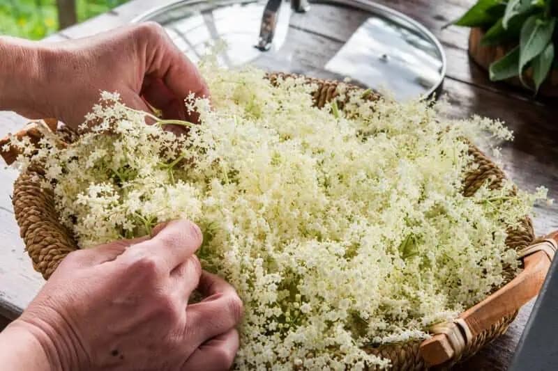 Baza už kvitne: Tu je 6 nápadov ako využiť voňavé kvety. LIEČIA vraj každú chorobu, učila nás starká!