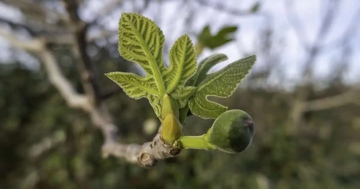 Jeme jeho ovocie a ani netušíme, čo dokážu TIETO listy: Udržiavajú hladinu cukru v krvi pod kontrolou a dokážu ešte oveľa viac!