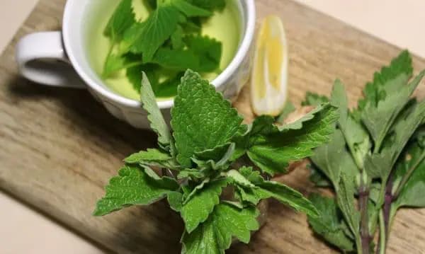 Tieto zelé listy majú antibakteriálne, protiplesňové účinky a liečia mnohé choroby: Vedeli to už naše staré mamy!