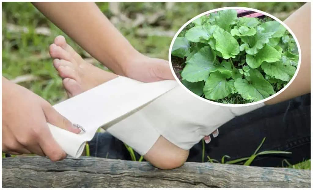 Skúšali ste už obklady z týchto listov? Jednoduchá, dostupná a rýchla prvá pomoc pri bolestiach kĺbov!