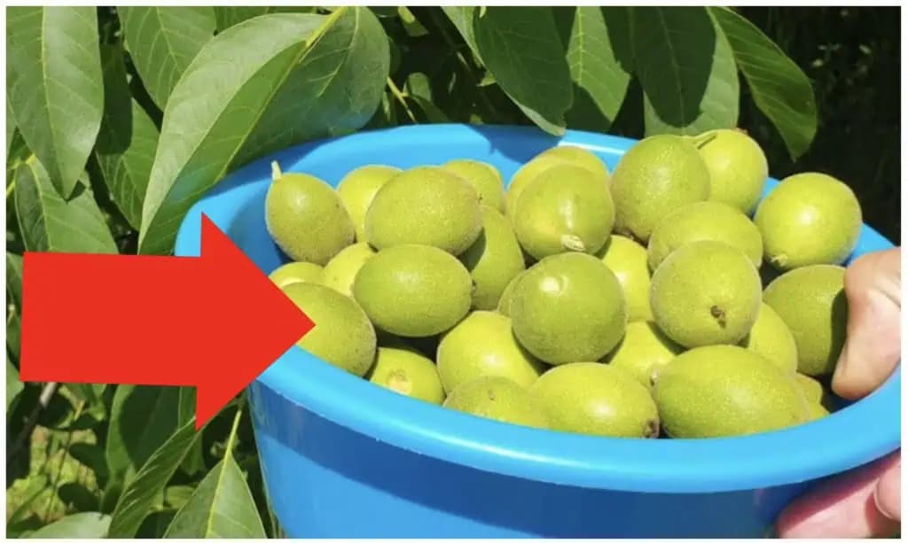 Toto by mal vedieť každý, koho trápi štítna žľaza, migrény a je bez energie: Musíte skúsiť, čo dokáže tento RECEPT zo zelených orechov!