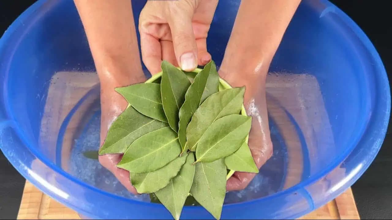 Namočte nohy do kúpeľa s bobkovým listom a uvidíte, ako vám tento trik pomôže. Budete to robiť pravidelne!