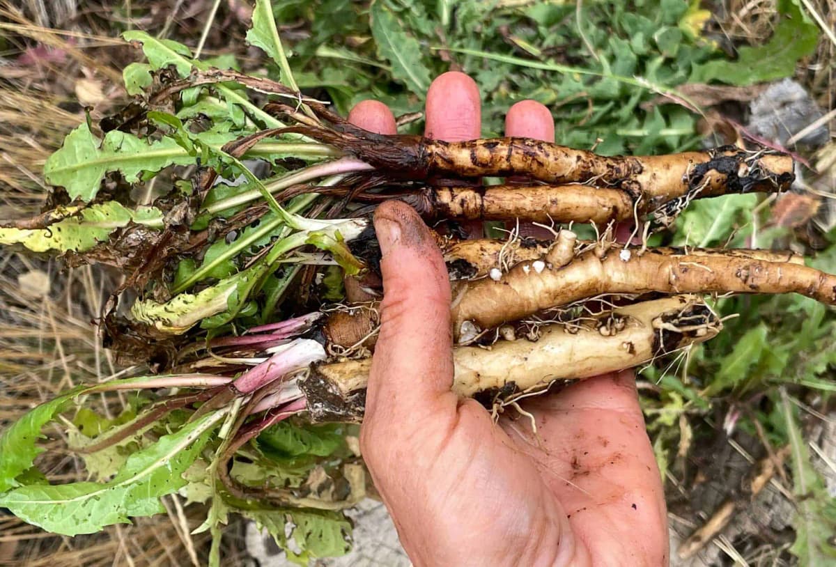 Toto o nej väčšina ľudí netuší: Koreň tejto buriny je zázrak na chudnutie – zalejte ho vodou a máte rozpúšťač tukov a bleskový detox!