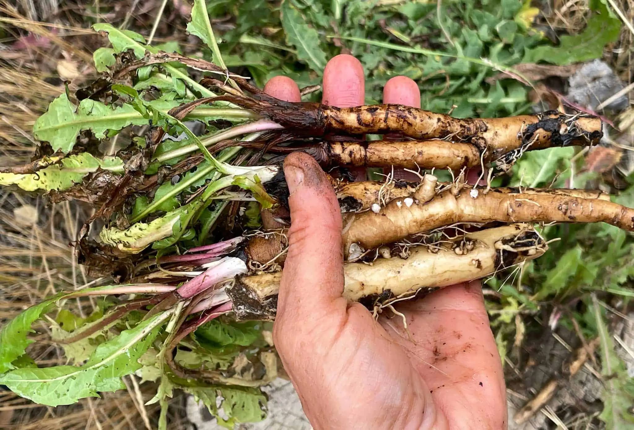 Toto o nej väčšina ľudí netuší: Koreň tejto buriny je zázrak na chudnutie – zalejte ho vodou a máte rozpúšťač tukov a bleskový detox!