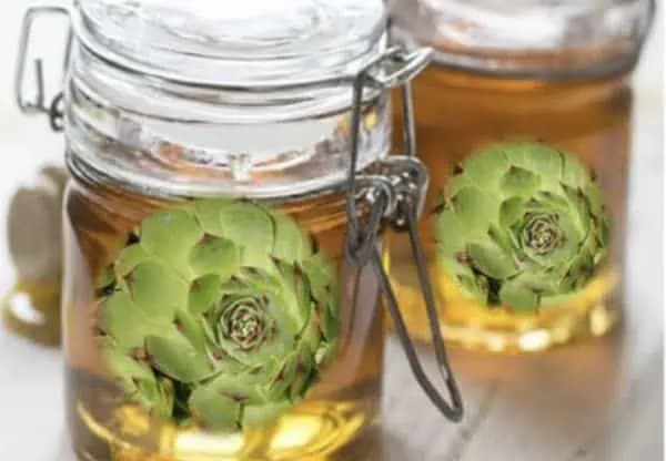 Ľudový liek proti Helicobacter pylori, ktorý spôsobuje žalúdočné vredy a mnohé ďalšie problémy!