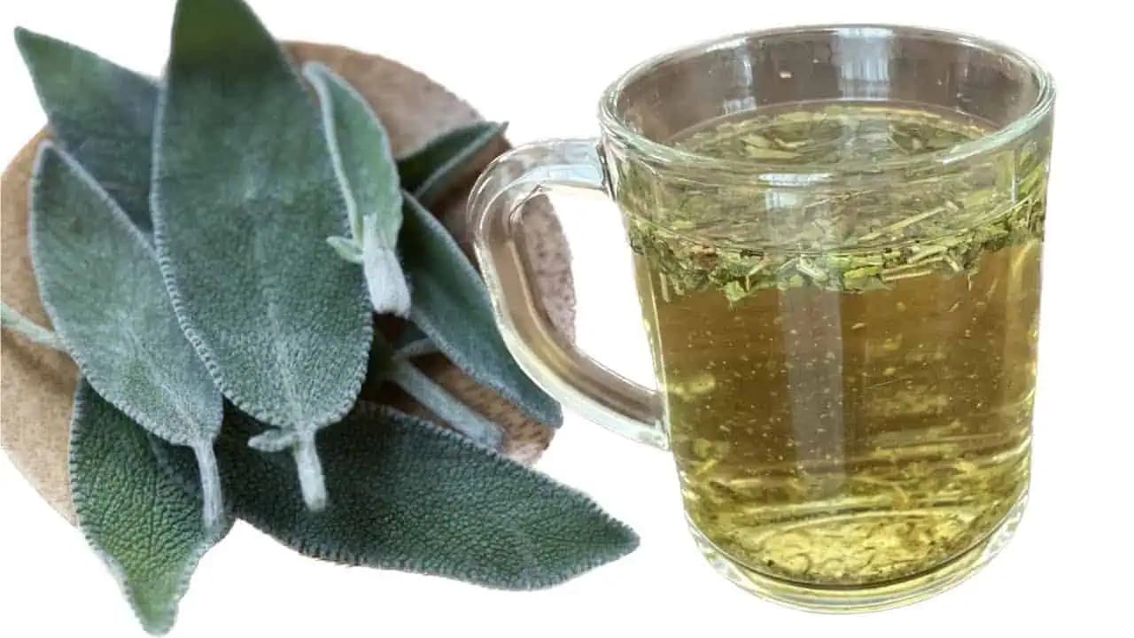 Čaj z listov šalvie prečistí črevá, lieči bolesť hrdla a na pleť je lepší ako drahá kozmetika: Takto si ho pripravíte aj u vás doma!