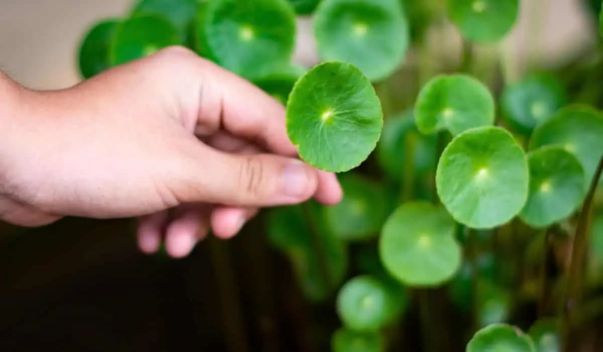 Spoznávate rastlinu na obrázku? Zabezpečí vám dlhý život!