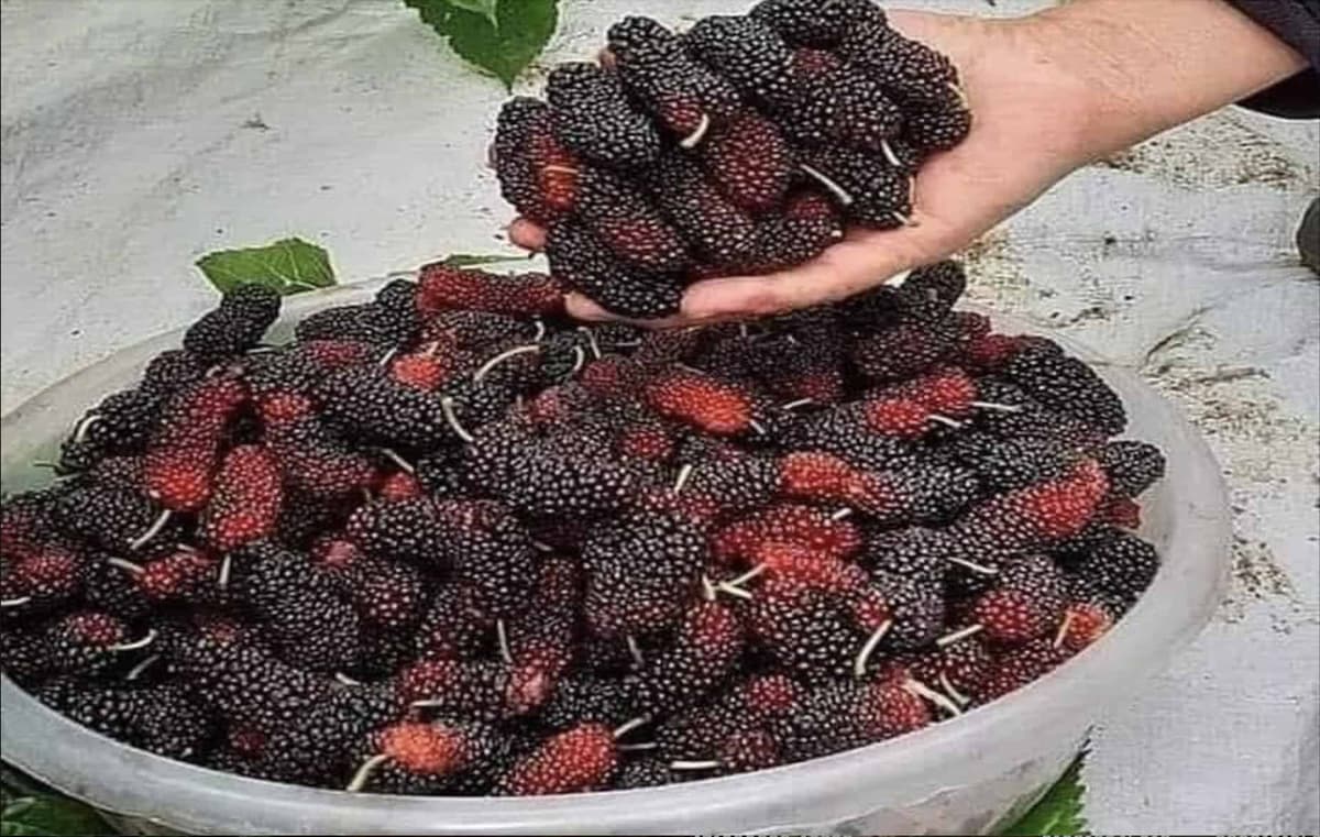 Je protirakovinové, protizápalové a práve teraz by malo byť v každej záhrade: Dôvod, prečo by mal toto ovocie poznať každý!