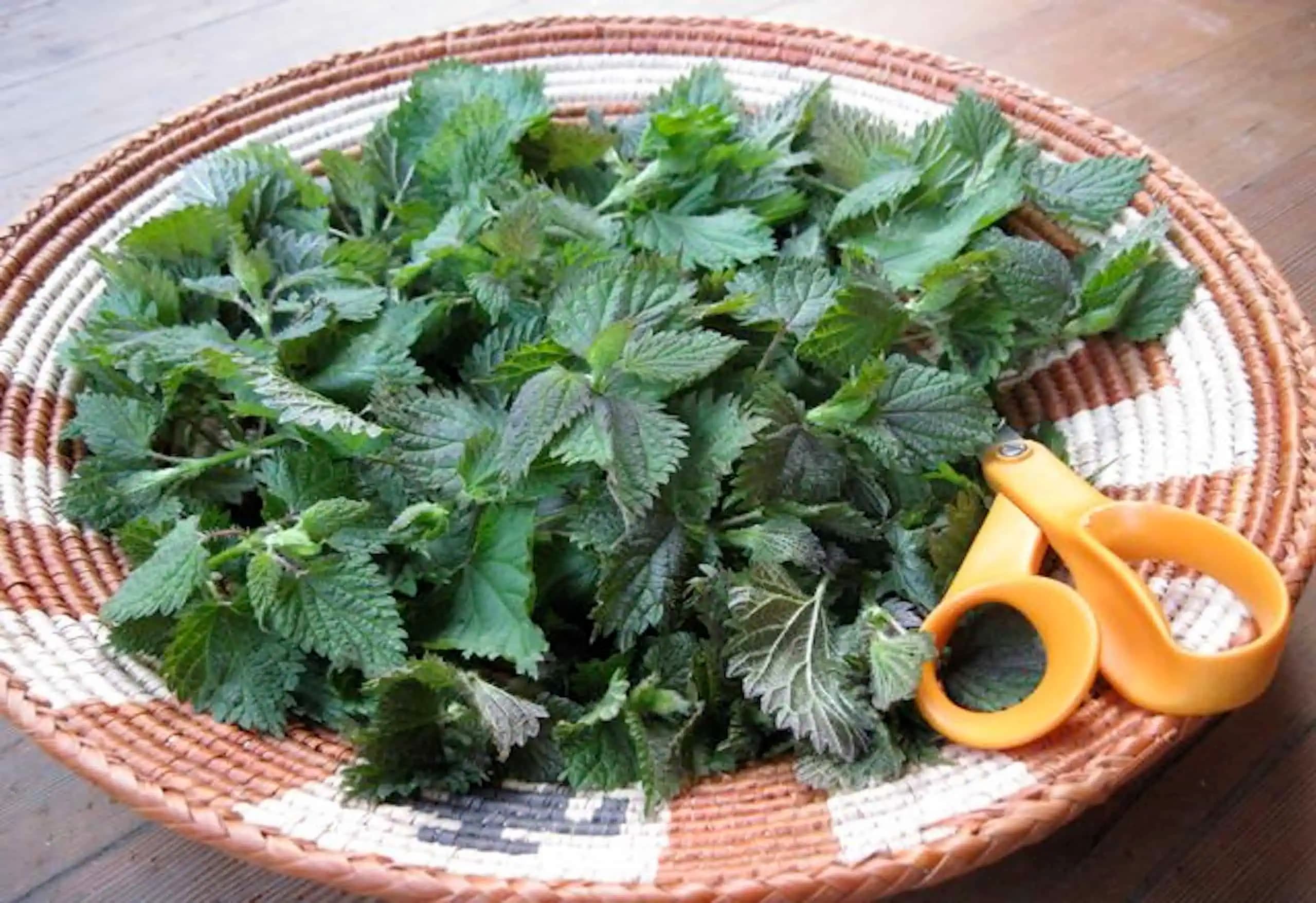 Mladá žihľava lieči kŕčové žily, reumatické bolesti a opuchy: Takto z nej získate maximum!