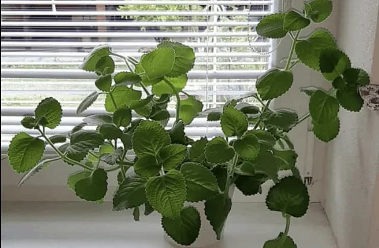 Stačí vám jediný list a o chvíľu budete mať dom plný dom najcennejších rastlín: Musím ju mať v každej izbe!