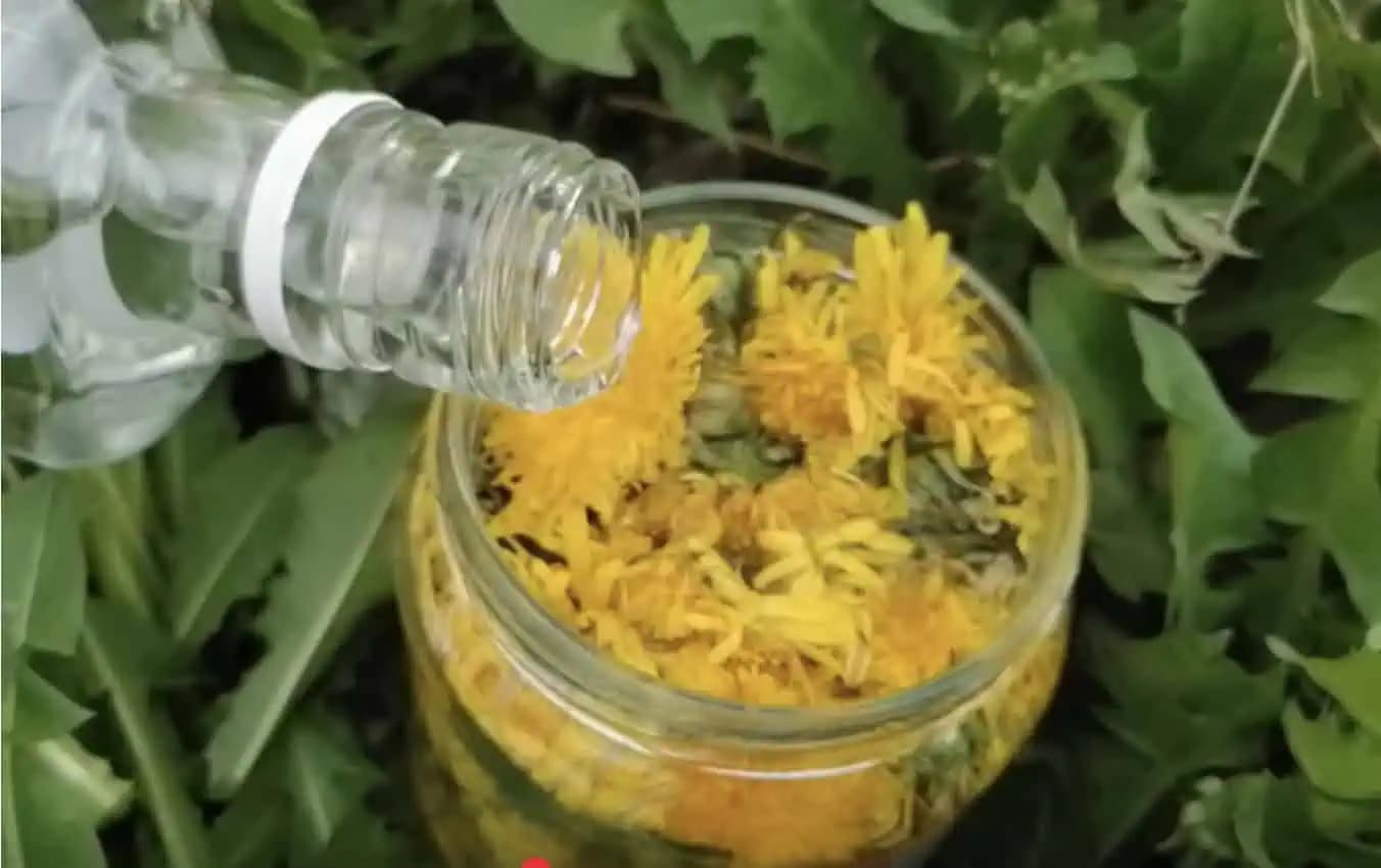 Storočný recept z púpavy, ktorý lieči zápal a všetky choroby kĺbov a kostí!