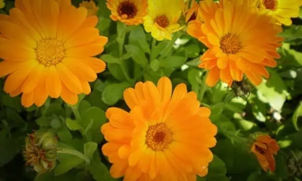 Nechtík lekársky: predpovedá dážď, odháňa rakovinu a pôsobí ako protijed na kŕčové žily!