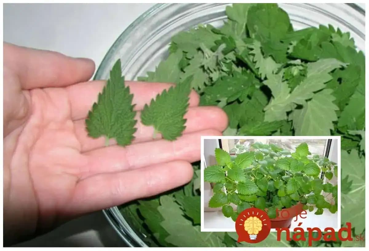 Tajný trik mojej starkej proti oparom a 11 ďalším problémom: Nerobte len čaj, pár lístkov do alkoholu a už zajtra to viete použiť!