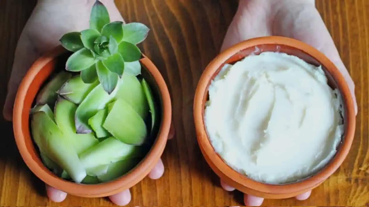 Babička mi povedala, prečo mal kedysi doma každý MASŤ z týchto listov: Zázrak na kŕčové žily, dusivý kašeľ a zapálené priedušky!