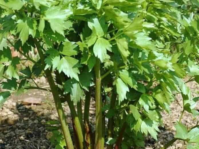 Nie všetci SLOVÁCI si pamätajú tieto listy z babkinej záhrady: Takto vypestujete bohatý ker aj v črepníku -hodnota sa nedá vyčísliť!