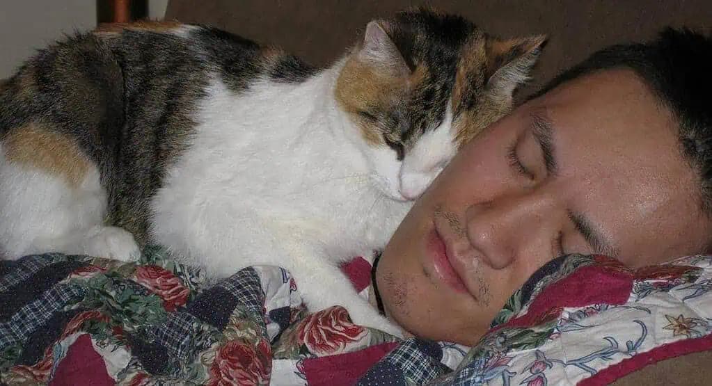 Existujú tri hlavné dôvody, prečo mačka spí so svojím majiteľom. Nie je to len tak!