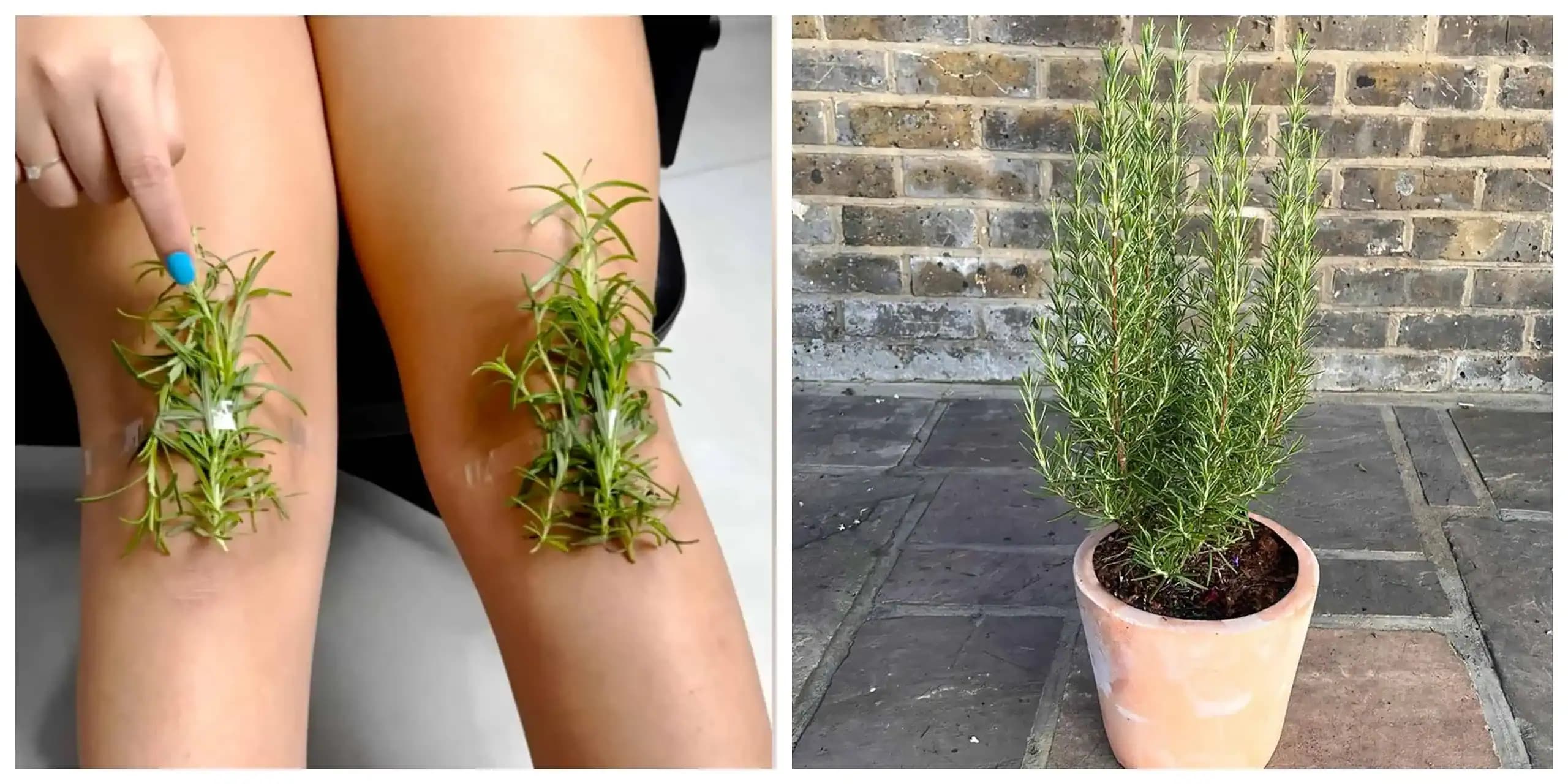 Keby ste vedeli, čo táto bylinka dokáže s boľavými kolenami, svalmi a migrénou všímali by ste si ju omnoho viac!