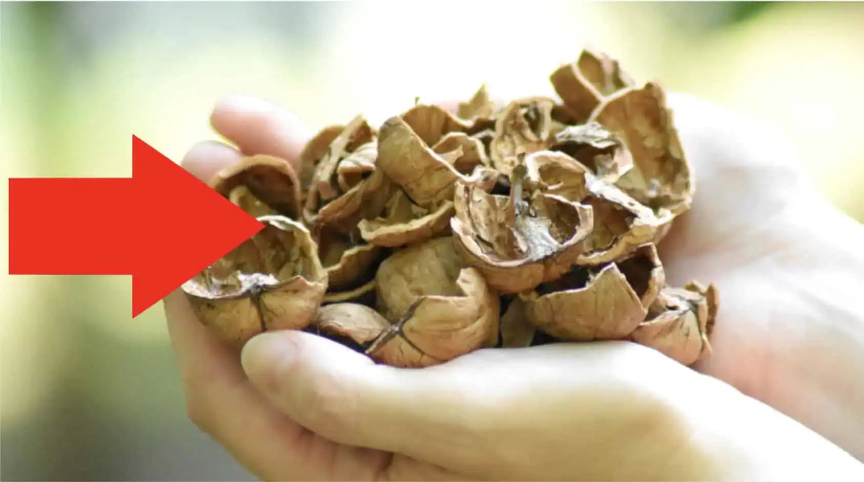 Keď budete čistiť orechy, NIKDY nevyhadzujte škrupiny a tvrdé vnútro: Počas zimy ich vyvážite zlatom!