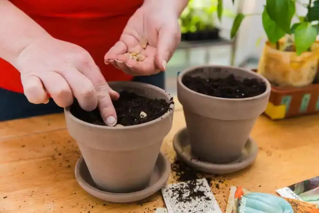 Moja mama si na parapete pestuje najsilnejšie prírodné antibiotikum: Je to väčšia sila ako cesnak a zázvor!