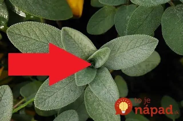 „Prečo by mal človek zomierať, ak v jeho záhrade rastie šalvia?“ Vysaďte si do záhonov aj na balkón, toto dokáže!