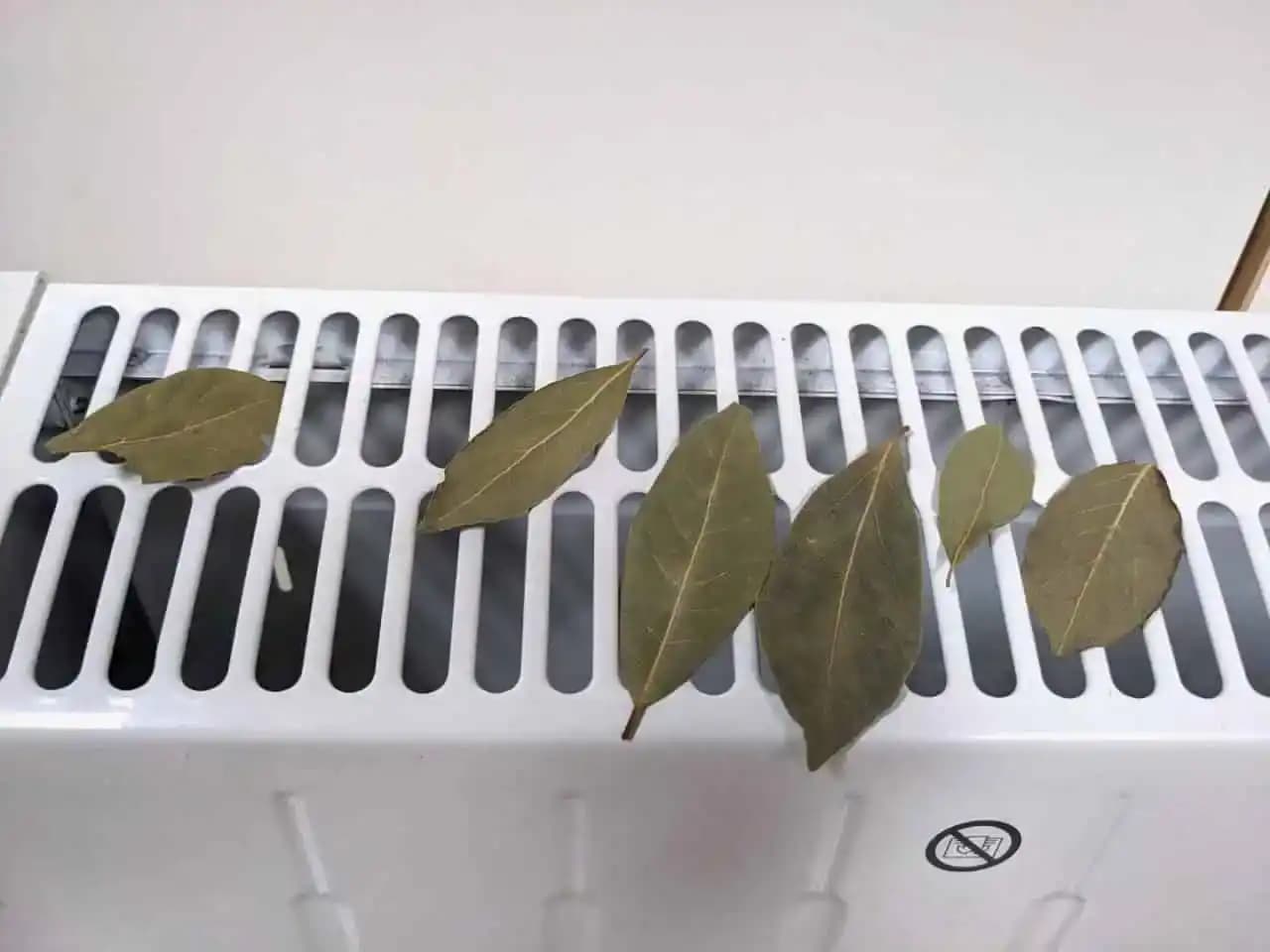 Moja stará mama dáva na radiátor v spálni bobkový list: Odstráni tento PROBLÉM u vás doma!