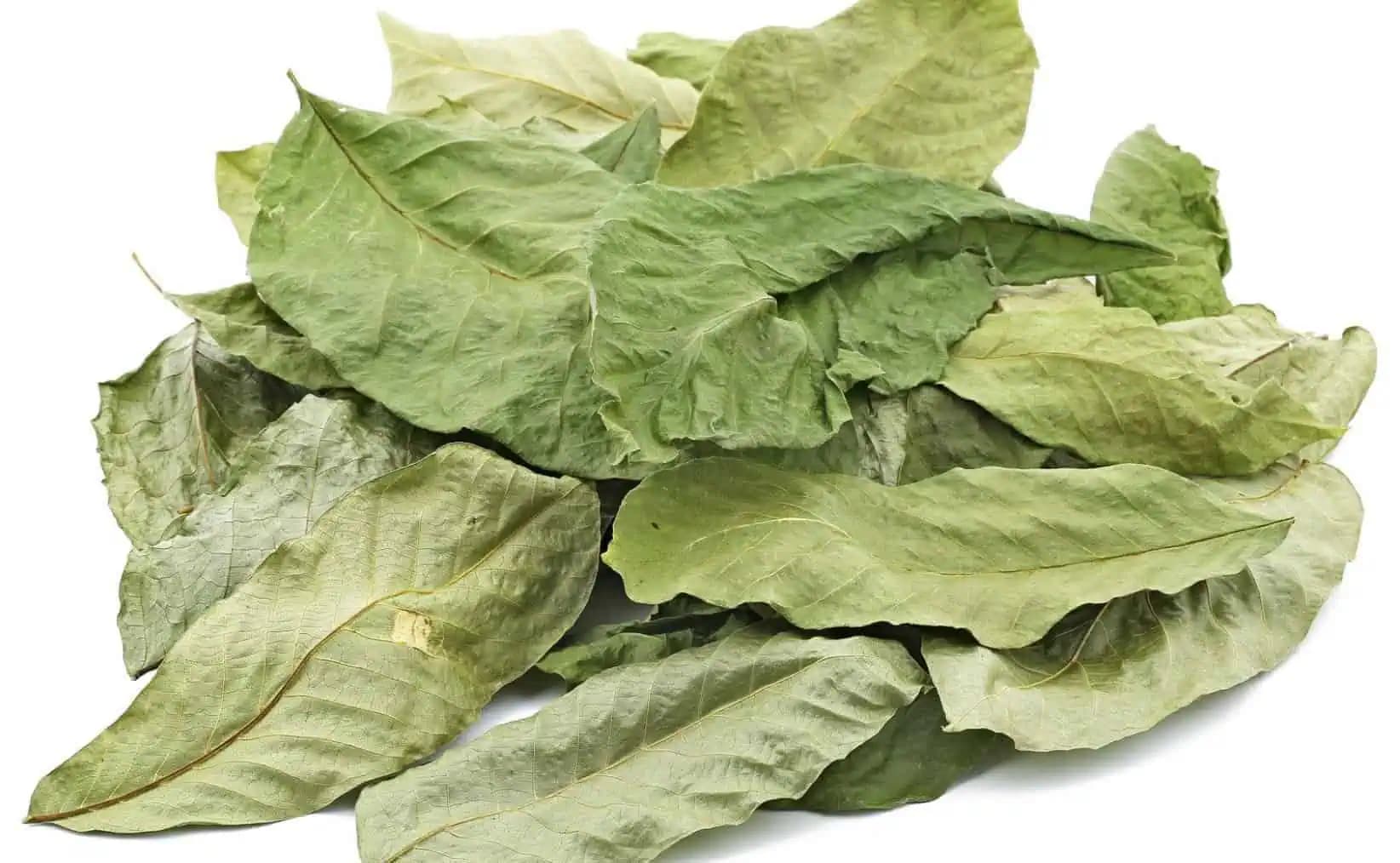 Moderní ľudia začali zabúdať, čo všetko dokáže orechový list: Takto ÚŽASNE mi dokázal pomôcť!