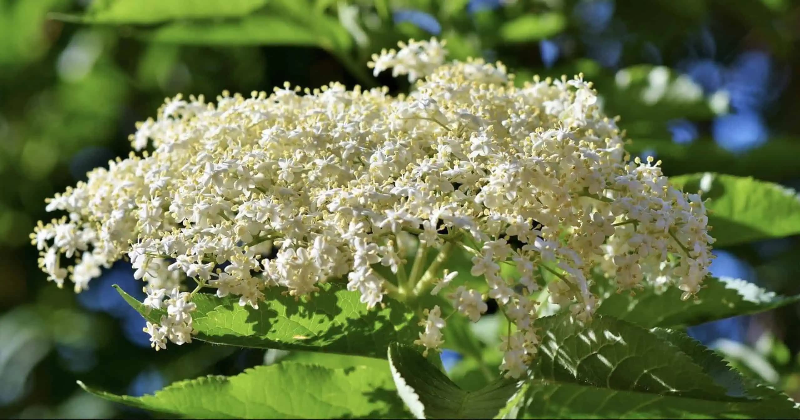 Zabudnutý krík z babkinej záhrady: Aj dnes je užitočnejší, ako si ľudia myslia!