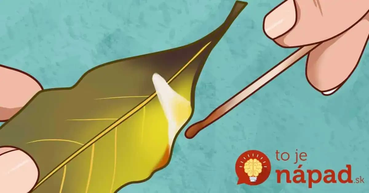 Nikdy by sme neverili, čo sa môže stať, ak doma zapálite obyčajný bobkový list!